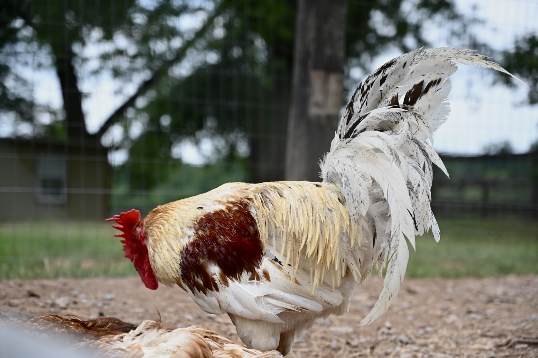 Rooster at East Oaks Farm