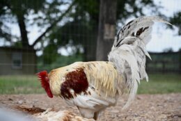 Rooster at East Oaks Farm