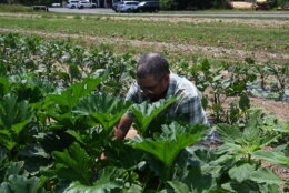 Michael Protas working in the fields