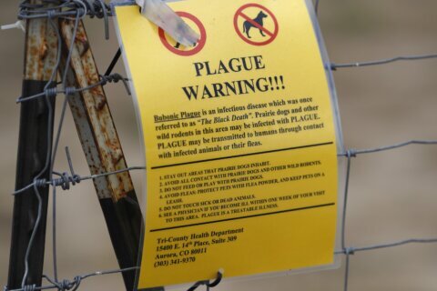 The plague rarely affects humans, though the US sees about 7 cases a year. Here's why