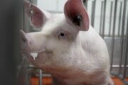 Some of the world's cleanest pigs, raised to grow kidneys and hearts for humans, are in Va.