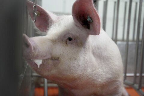 Some of the world’s cleanest pigs, raised to grow kidneys and hearts for humans, are in Va.