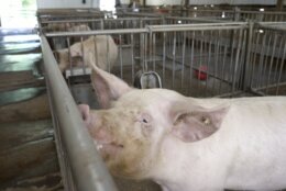 Producing Pig Organs