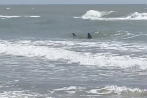 Shark attacks reported at Texas’ South Padre Island; 2 people bitten, at least 1 severely