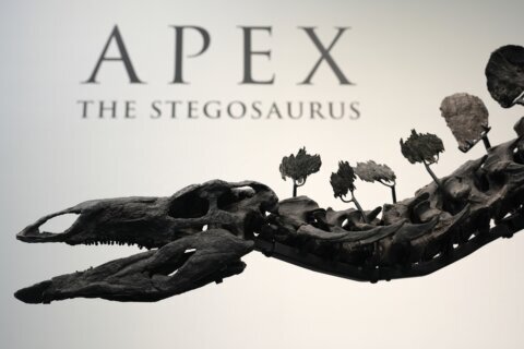 A stegosaurus nicknamed Apex will be auctioned in New York. Its remains show signs of arthritis