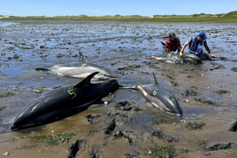 Cape Cod’s fishhook topography makes it a global hotspot for mass strandings by dolphins