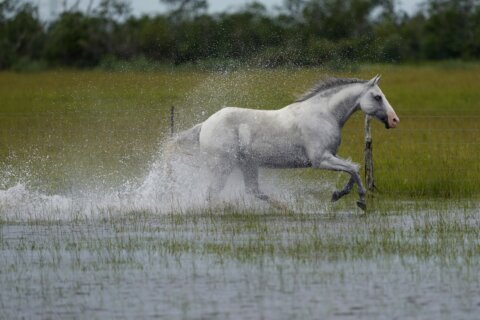 DC-area farmers send help to the horse community hit by Hurricane Helene