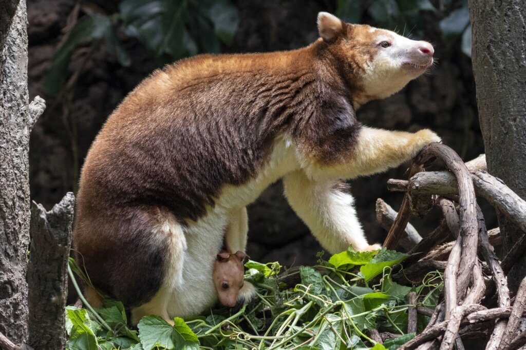 A 7-month-old tree kangaroo peeked out of its mom’s pouch at the Bronx Zoo and here are the photos