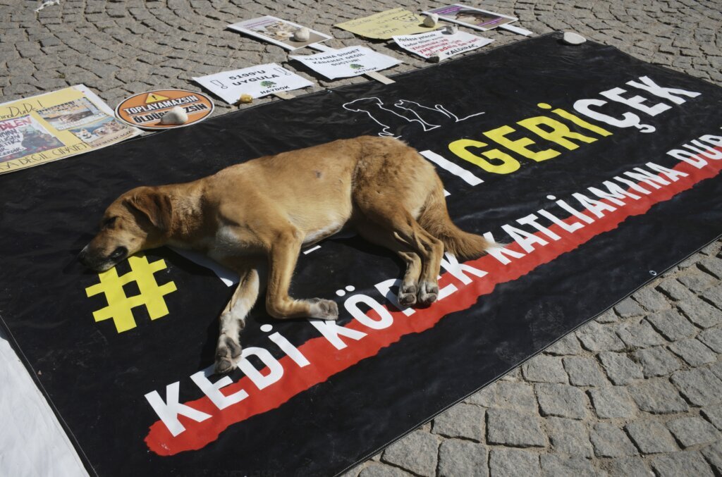 Turkey approves law to remove stray dogs from streets. Opposition vows to fight the ‘massacre law’