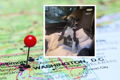 Police: Suspect sought in Southeast DC dognapping