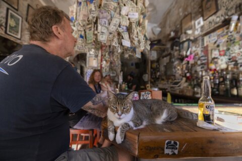 A cat’s the star at these venues around the world, from museums to bars to government offices