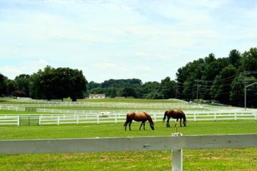 The riders  develop core strength, improve their balance or develop verbal communication skills — all while enjoying the company of the horse they ride.