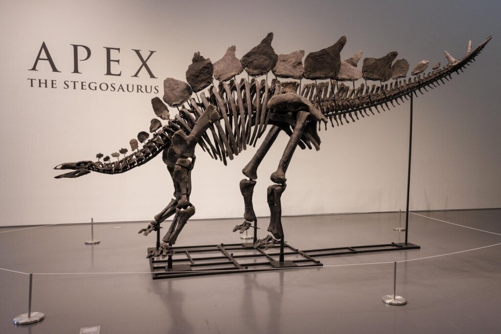 El más caro de la historia: esqueleto de dinosaurio Apex se vende en $44.6 millones