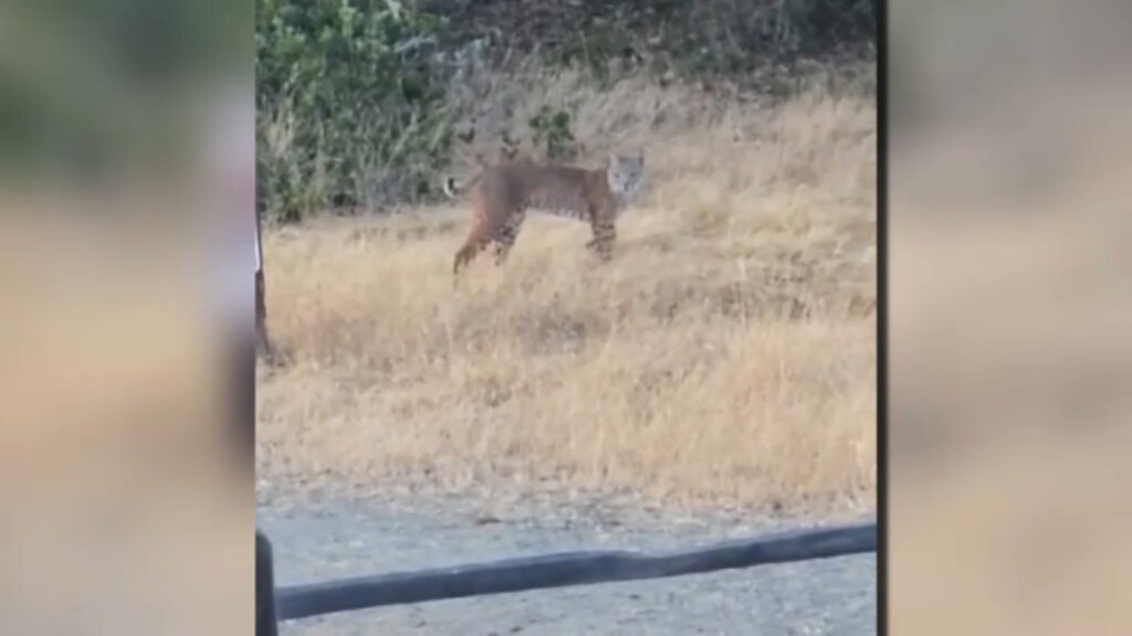 En video: así fue aterrador encuentro con un gato montés en sendero de California