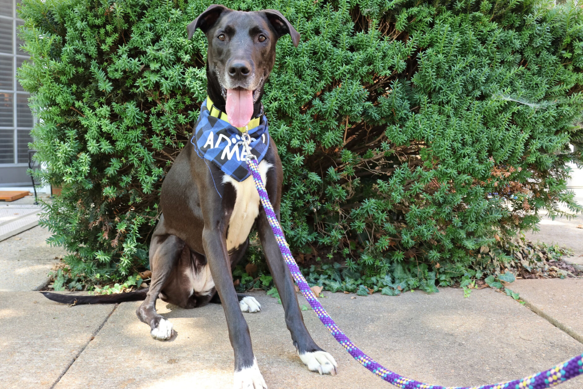 Momma Longlegs is Pet of the Week on Aug. 5, 2024. (Courtesy Humane Rescue Alliance)