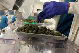 hands sorting marijuana plant