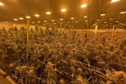rows of marijuana plants at a facility