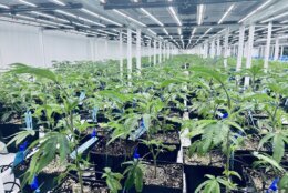 rows of marijuana plants at a facility