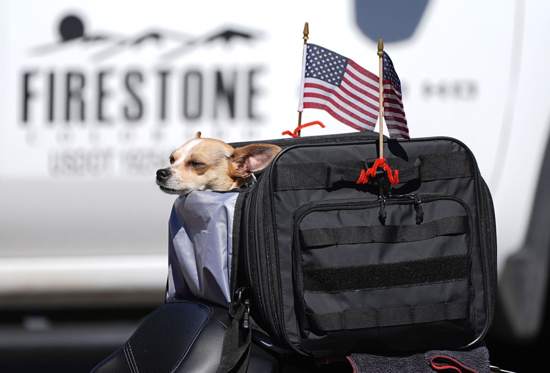A dog rides in a carrier adorned with American flags on the back of a motorcycle