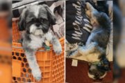 Where's Theo the Shih Tzu? Dog stolen from car in Southeast DC