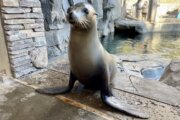 National Zoo's oldest sea lion, who 'always kept keepers on their toes,' dies at 19