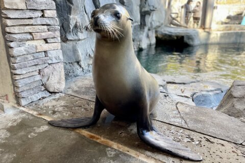 National Zoo’s oldest sea lion, who ‘always kept keepers on their toes,’ dies at 19