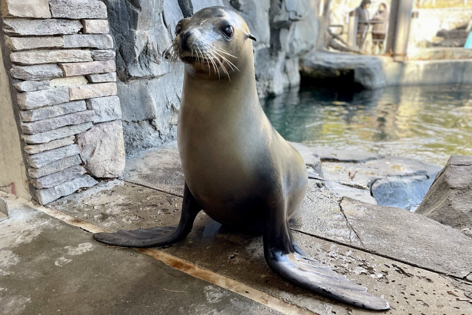 National Zoo’s oldest sea lion, who ‘always kept keepers on their toes,’ dies at 19 – WTOP News
