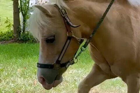 Tiny horse with a big impact to be honored by Virginia town