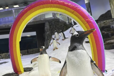 Australian penguin Sphen, one half of famed same-sex couple, dies at 11 years old