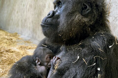 Baby gorilla is born at Detroit Zoo, the first in its 96-year history