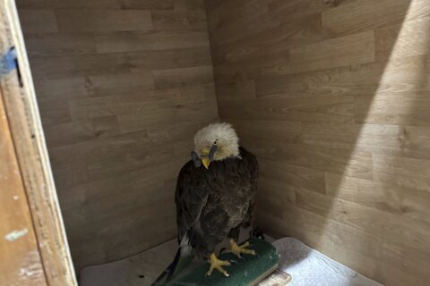 A bald eagle was shot in the beak. A care team in Missouri is hopeful it can be saved