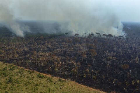 Deforestation in Brazil’s Amazon rainforest is down to lowest level since 2016, government says