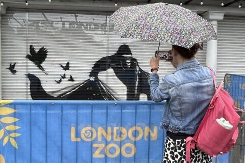 'Banksy woz ere.' London Zoo is the latest to remove street artist's animal mural for protection