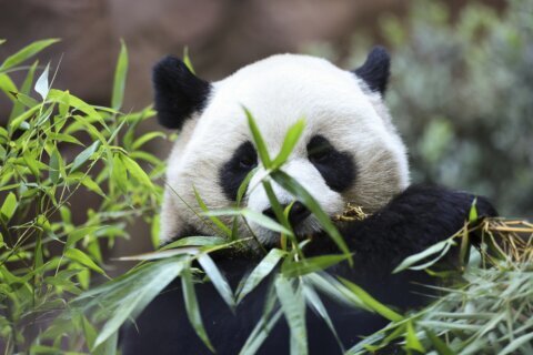 Meet America’s newest giant pandas, Yun Chuan and Xin Bao