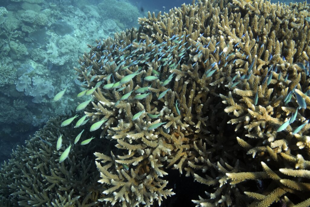 Great Barrier Reef waters were hottest in 400 years over the past decade, study finds