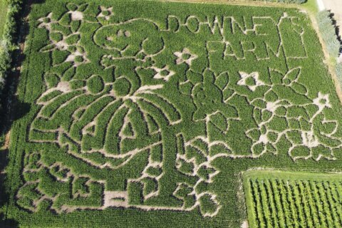 Farmers honor 'Peanuts' creator Charles M. Schulz with corn mazes across US and in Canada