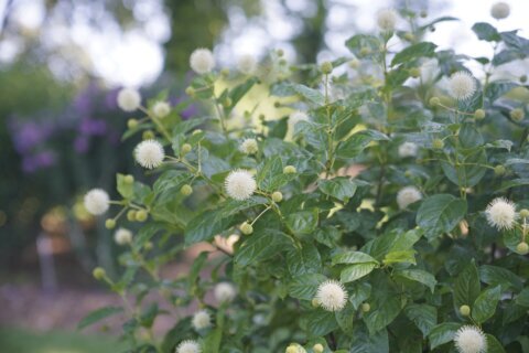 Summer may be winding down but the otherworldly shrub known as buttonbush still has time to shine