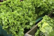 As cyclospora illnesses surge to a record, Michigan officials eye this as a possible cause