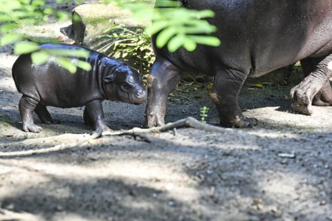 Berlin’s newest pygmy hippo makes her debut, with a name inspired by a soccer star