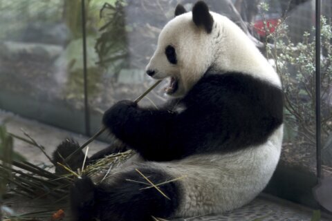 The Berlin Zoo is hoping for more German-born giant pandas as scans confirm a pregnancy