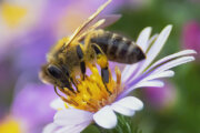 Avoiding the sting during peak bee season