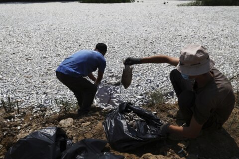 A climate-related mass die-off leaves over 100 tons of dead fish collecting at a Greek port