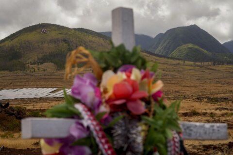 ‘We’re going to survive and it’s going to come back’: A year after Maui wildfire, survivors press on