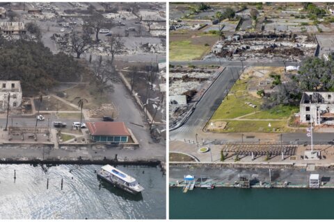 How Lahaina’s more than 150-year-old banyan tree is coming back to life after devastating fire