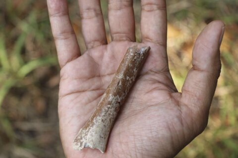 Fossils suggest even smaller ‘hobbits’ roamed an Indonesian island 700,000 years ago