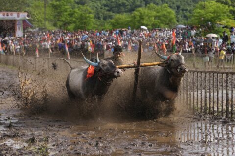 AP PHOTOS: An oxen race in a small Indian farming village draws passionate crowds