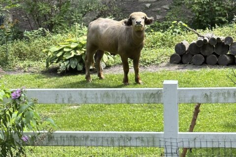 An injured and angry water buffalo is on the loose in Iowa