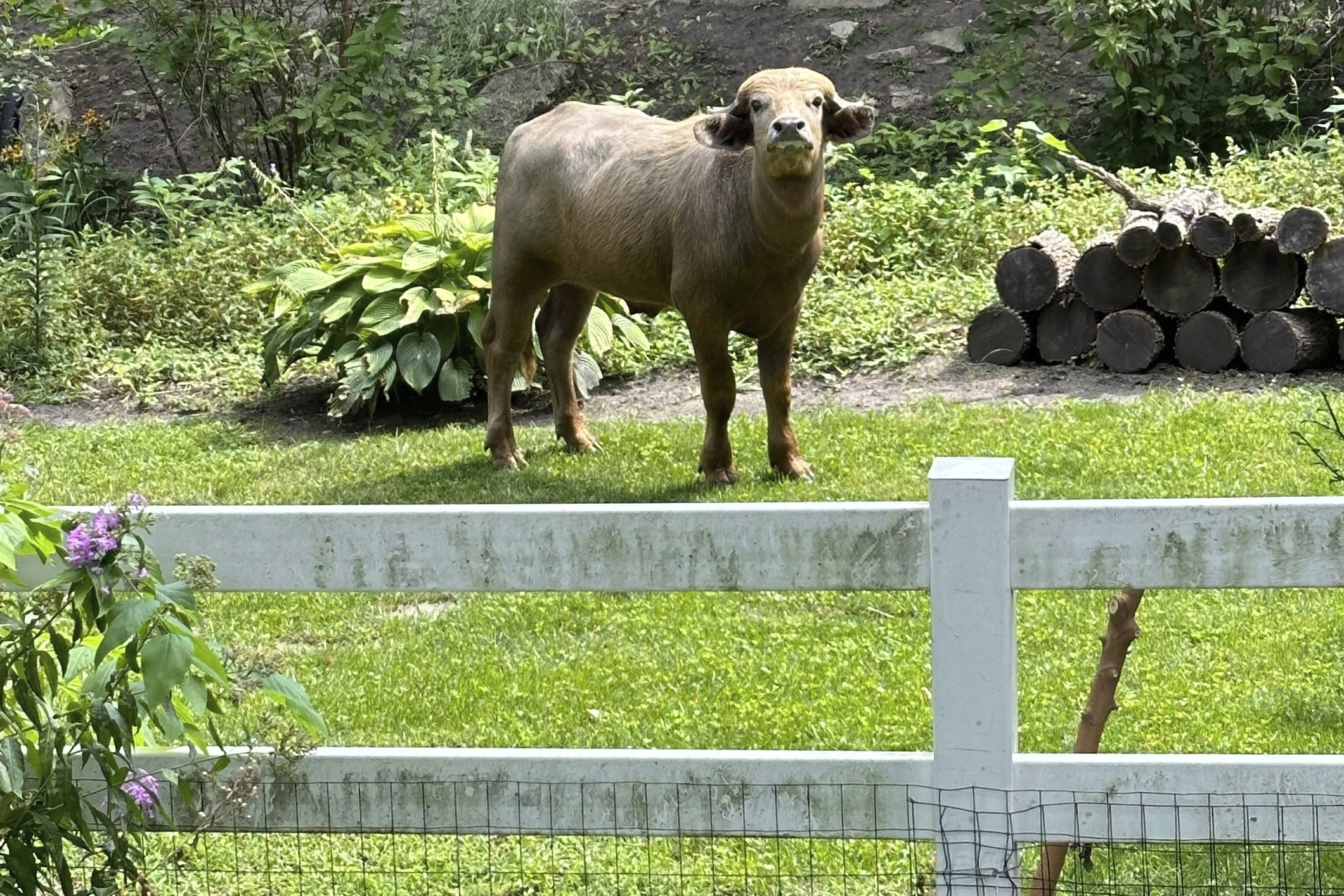 Water buffalo corralled days after it escaped in Iowa suburb and was