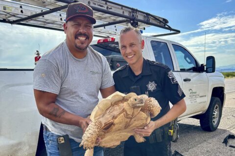 Large desert tortoise rescued from Arizona highway after escaping from ostrich ranch 3 miles away