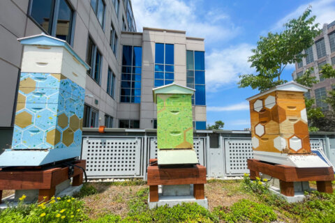 DC buildings are buzzing with urban bee hives — and that's a good thing